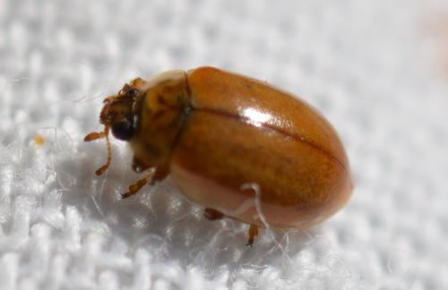 Aphidecta obliterata